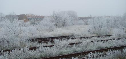 Warnemünde Werft Eisnebel im Gebüsch